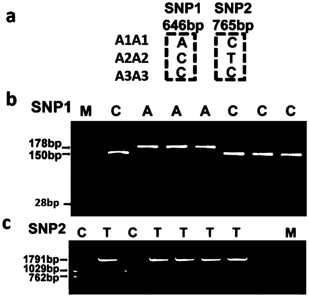 Wheat Gene taspl20-7d Molecular Marker and Its Application in Identification of Wheat Yield-related Traits