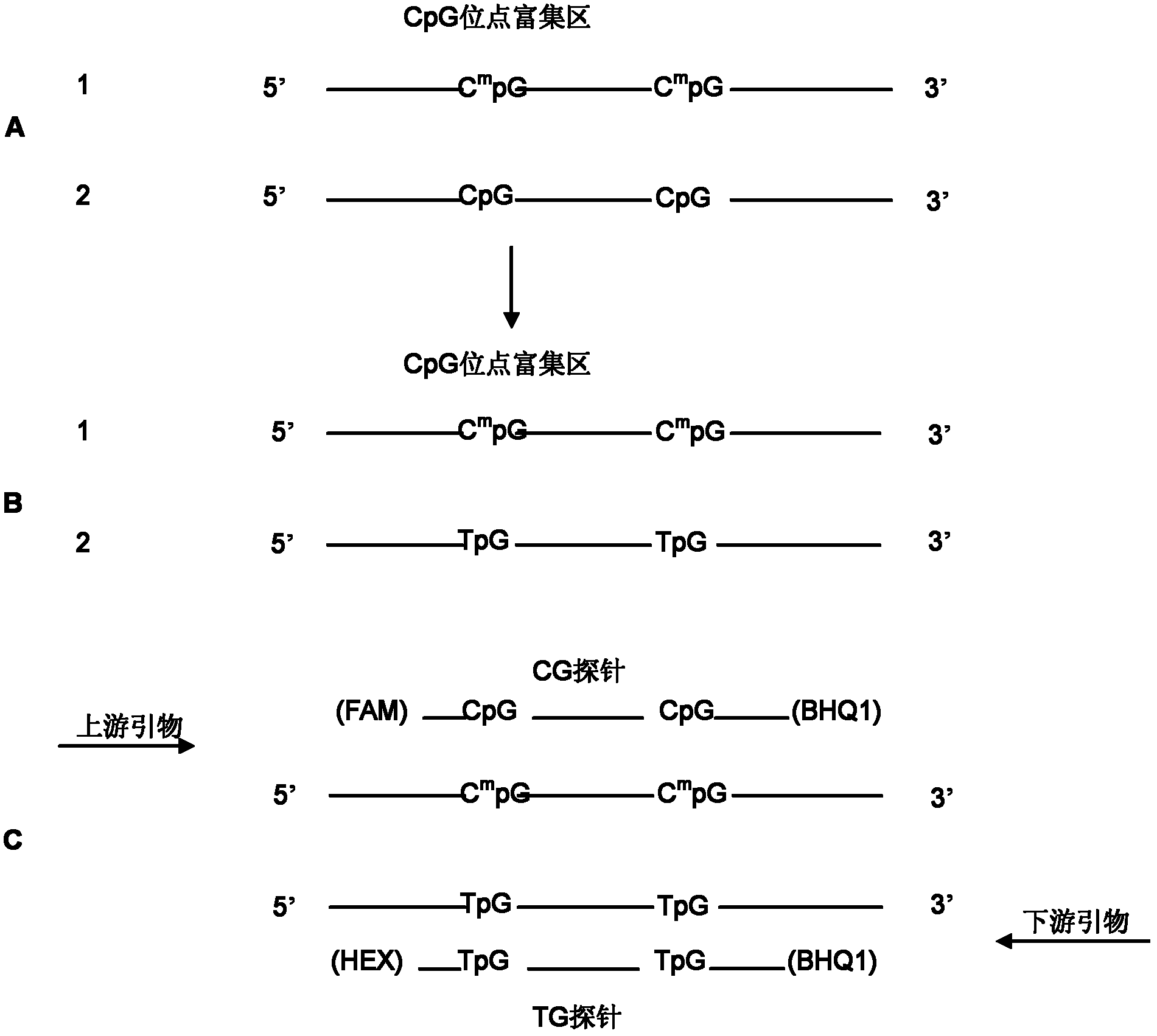 Method and kit for quantitatively detecting methylation degree of DNA specific site