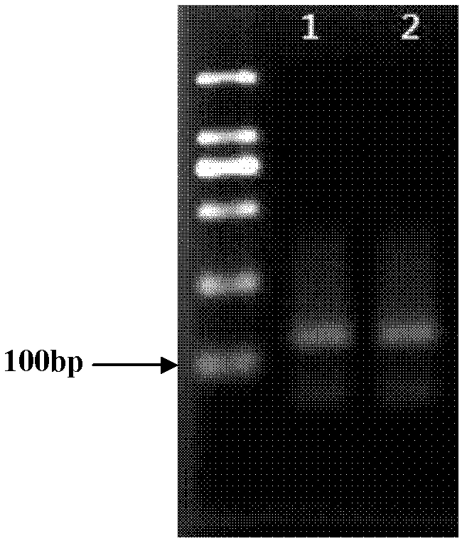 Method and kit for quantitatively detecting methylation degree of DNA specific site
