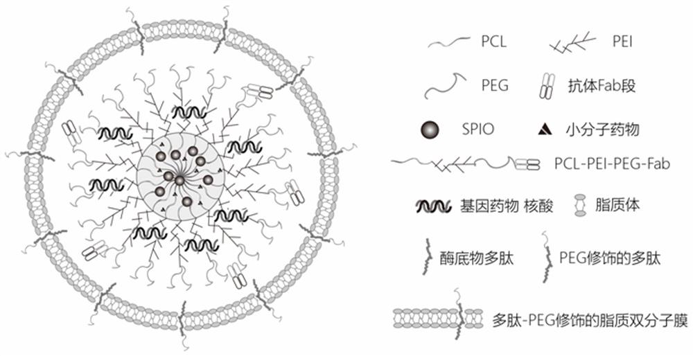 MMP enzyme sensitive placenta microenvironment and tumor microenvironment targeting vector as well as preparation method and application thereof