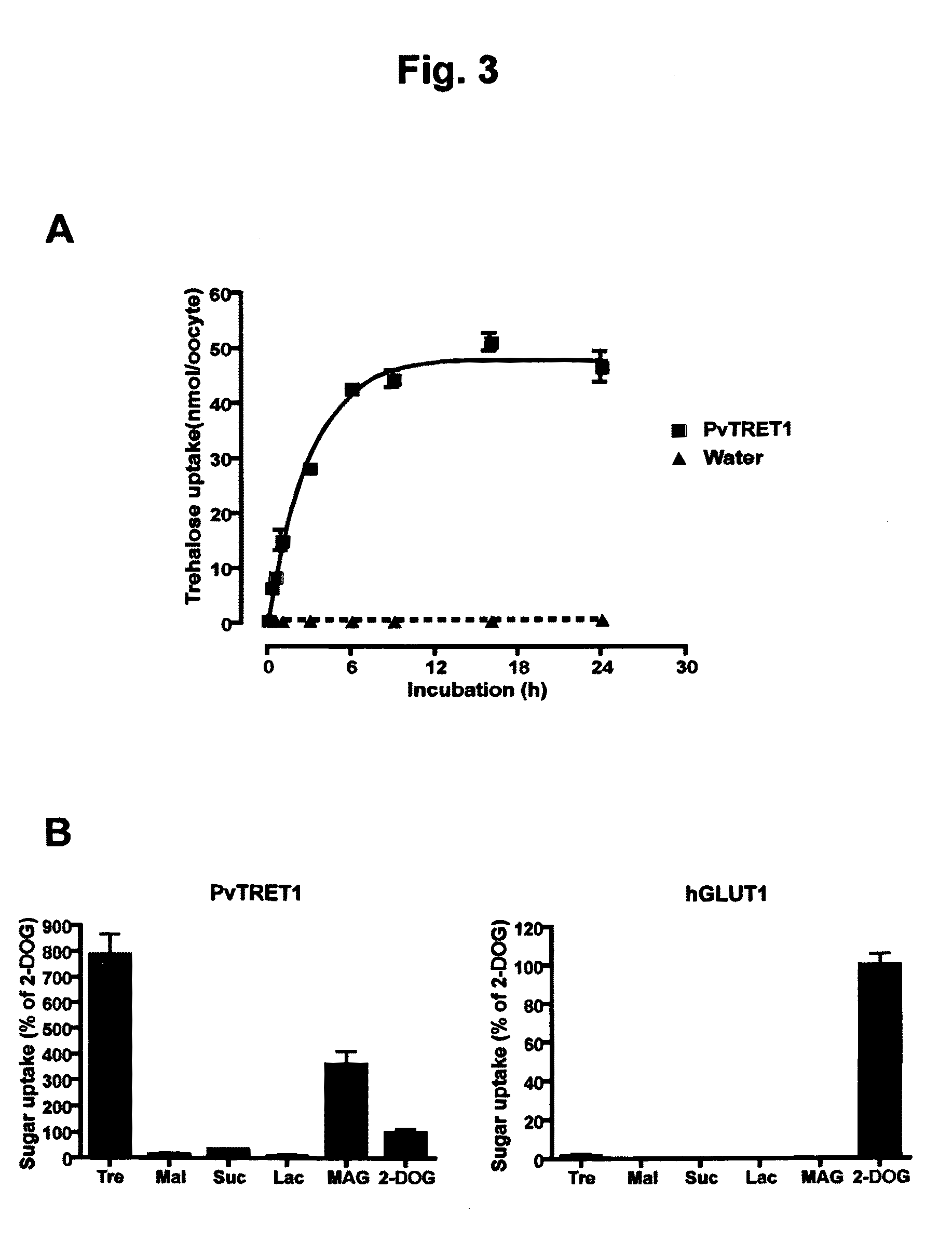 Method of increasing cell permeability to trehalose by recombinantly producing a trehalose transporter