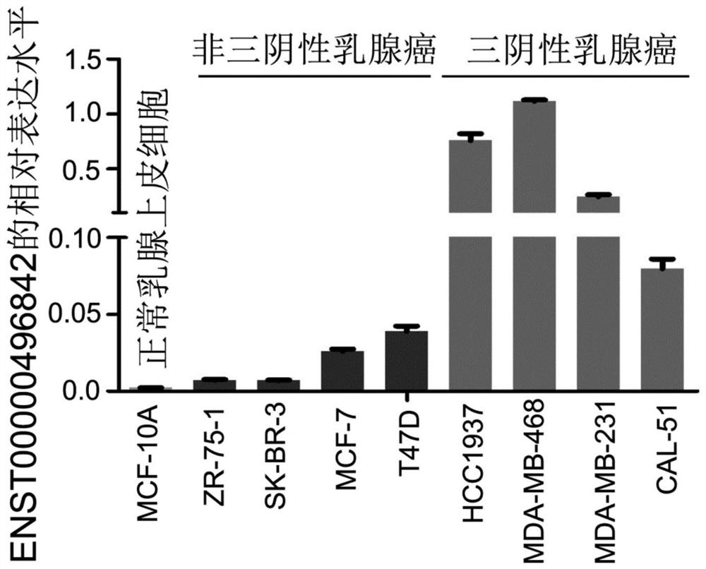 Application of long-chain non-coding RNA molecule in diagnosis and/or treatment of triple-negative breast cancer