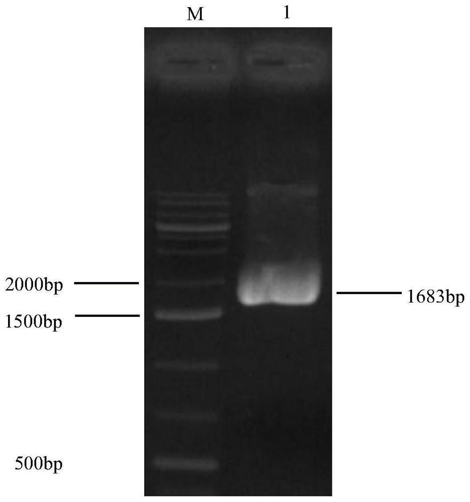 A vaccine strain rsha-△200 and its construction method and application