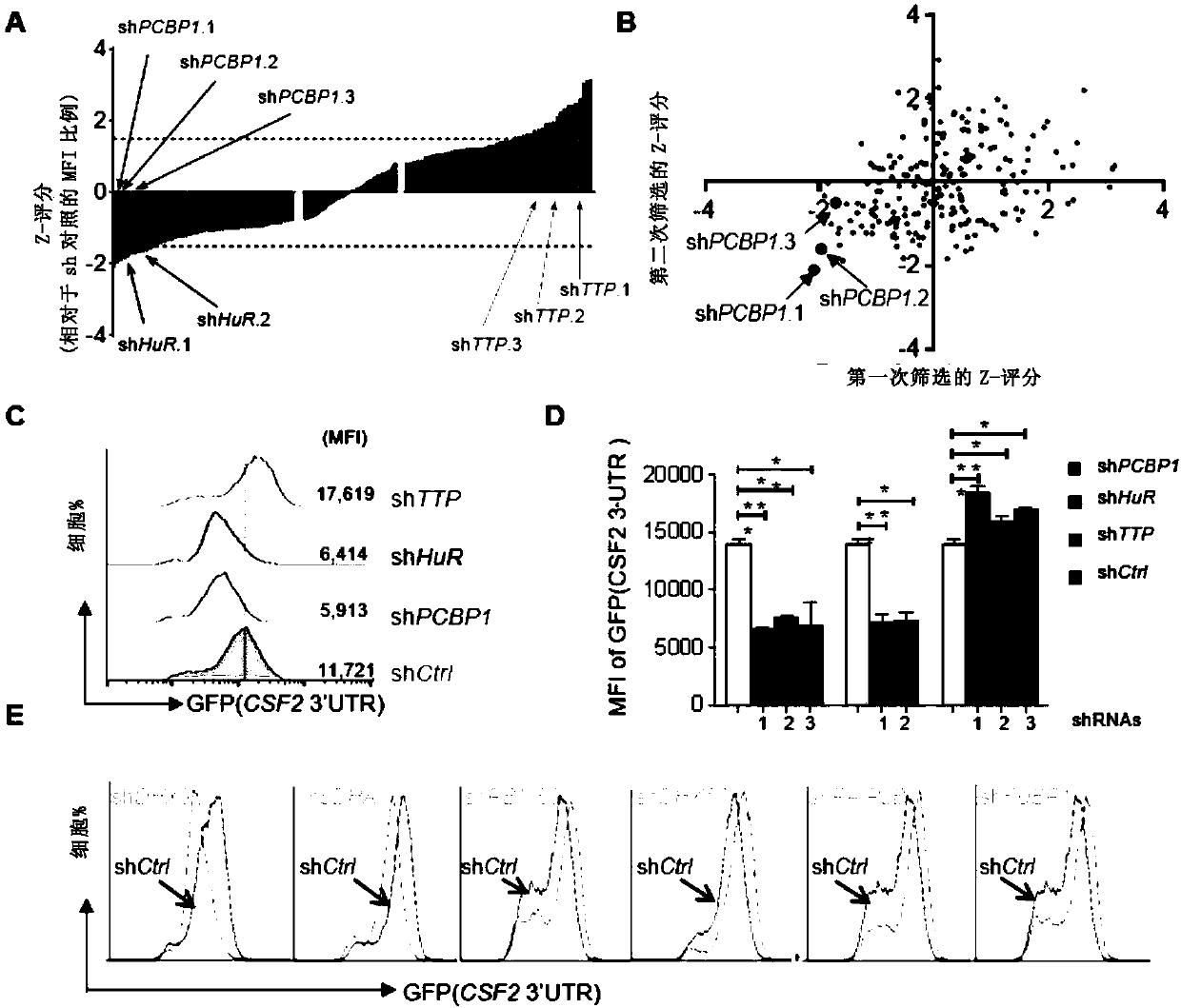 Application of poly(C)-binding protein 1 (PCBP1) gene or protein regulator thereof to immune system disease