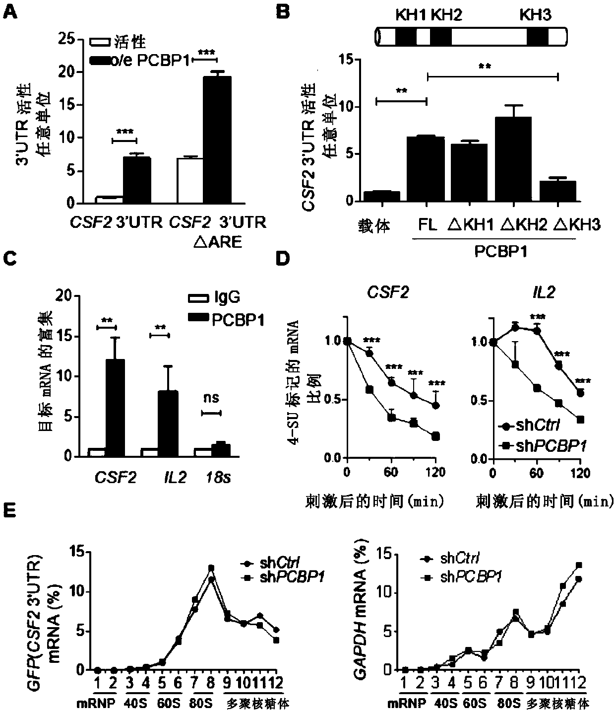 Application of poly(C)-binding protein 1 (PCBP1) gene or protein regulator thereof to immune system disease