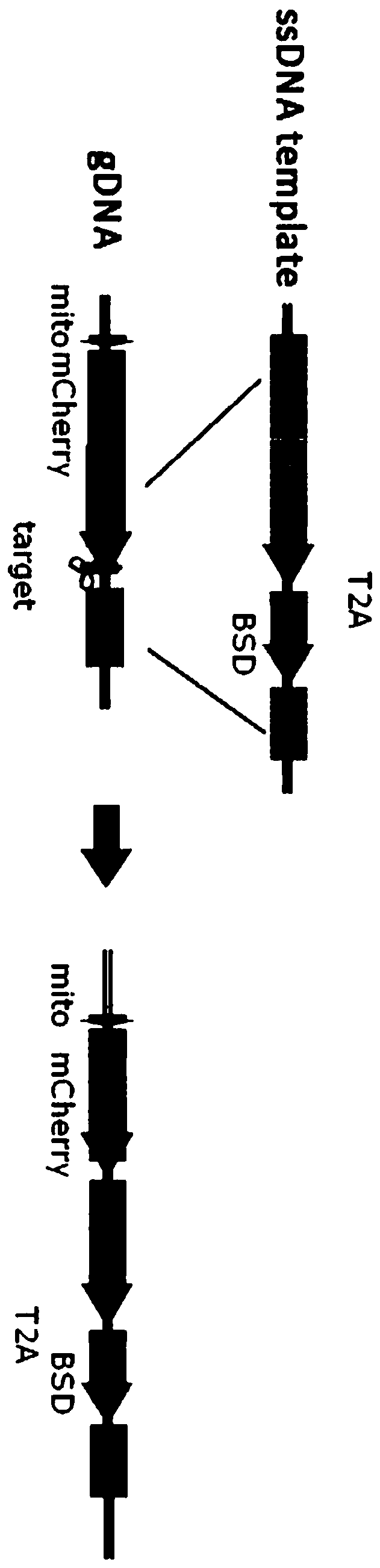 Fusion protein and design method thereof