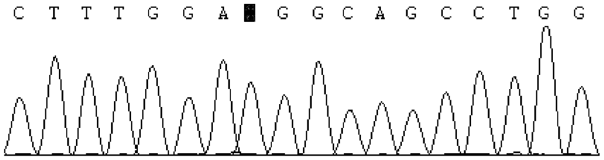 Method and application of rapid detection of single nucleotide polymorphism of sheep nelf gene by pcr-sscp