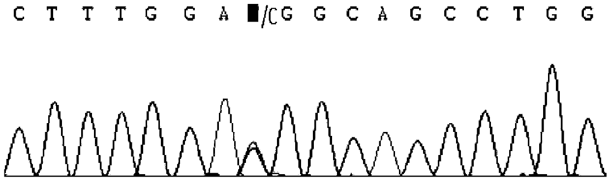 Method and application of rapid detection of single nucleotide polymorphism of sheep nelf gene by pcr-sscp