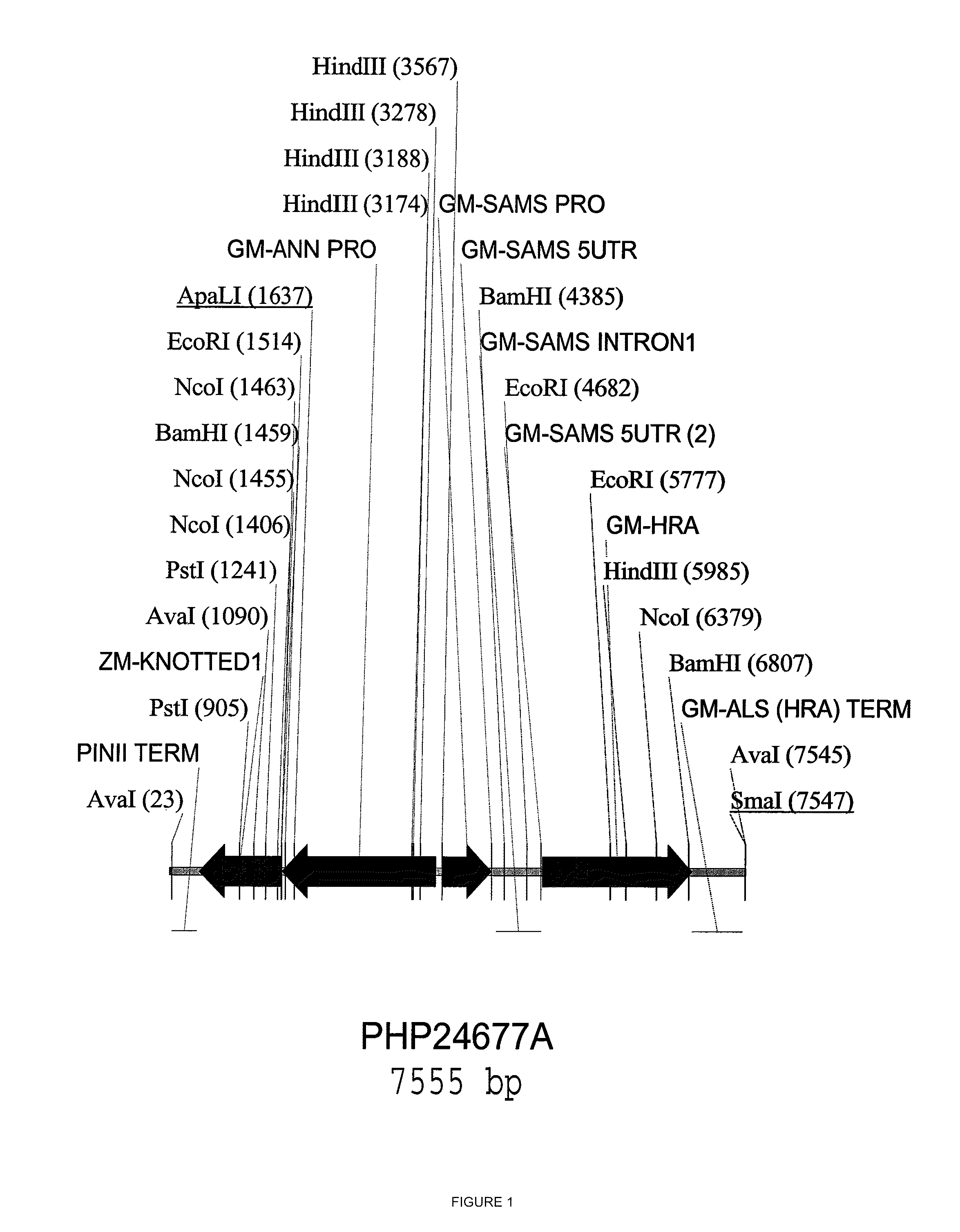 Methods and compositions for enhanced yield by targeted expression of knotted1