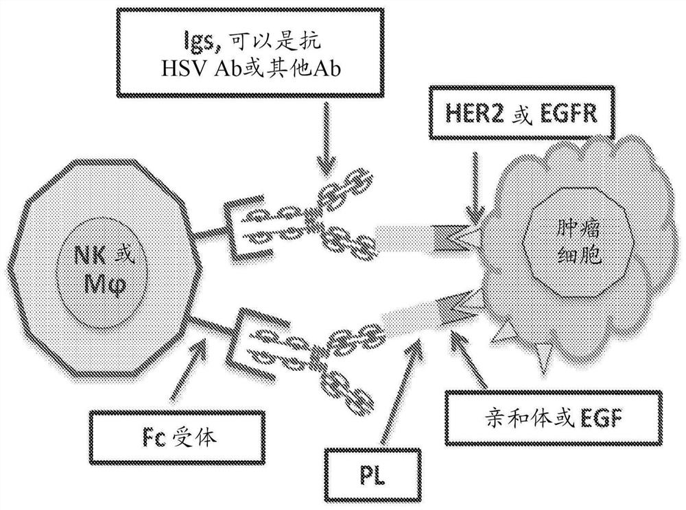 Oncolytic virus therapy with induced anti-tumor immunity