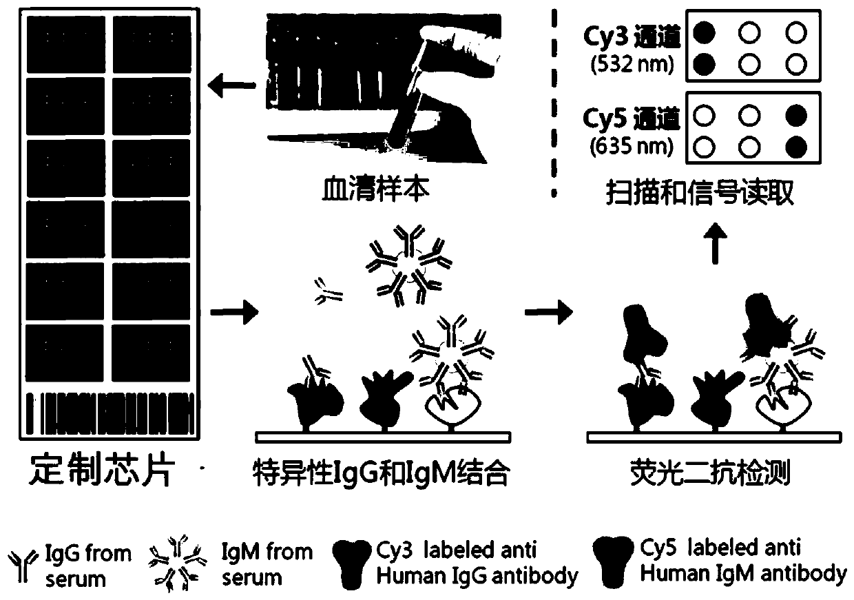 Autoantibody 7-AAb detection panel for hepatocellular carcinoma and application of autoantibody 7-AAb detection panel