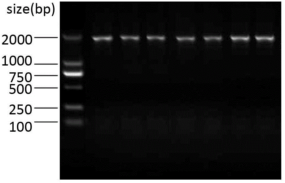 Streptococcus protective antigen C5a and preparation method thereof