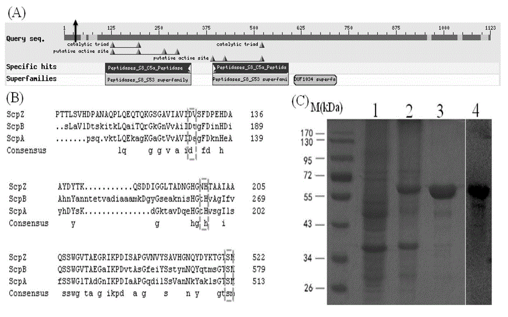 Streptococcus protective antigen C5a and preparation method thereof