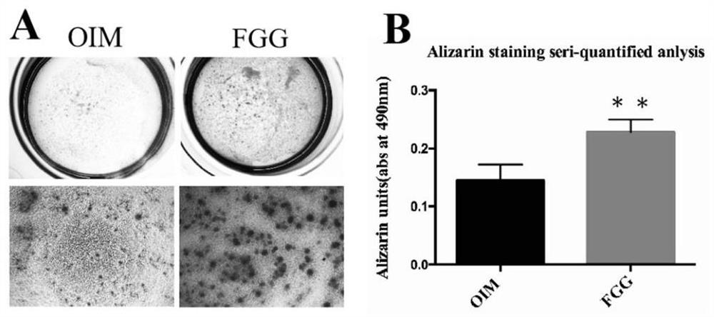 New application of fibrinogen gamma chain in the field of tooth regeneration and its kit