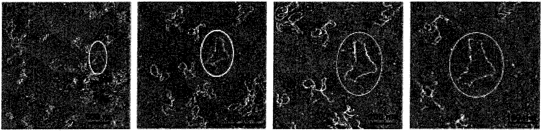 DNA liquid state test method based on atomic force microscope