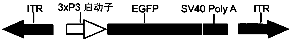 A high-efficiency transgenic method mediated by transcriptional activator-like effector proteins