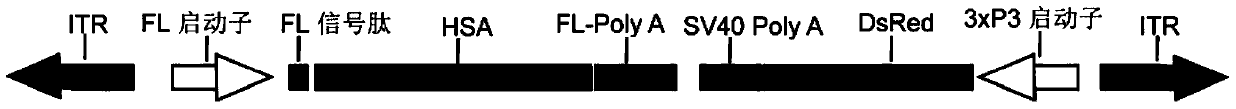 A high-efficiency transgenic method mediated by transcriptional activator-like effector proteins