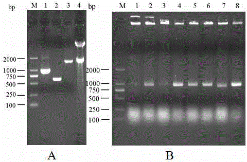 Metabolic transformation method for efficiently improving production capacity of corynebacterium crenatum SYPA5-5 L-arginine