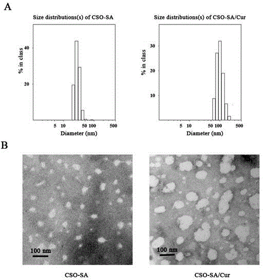 Preparation method and application of curcumin chitosan-stearic acid graft micelle