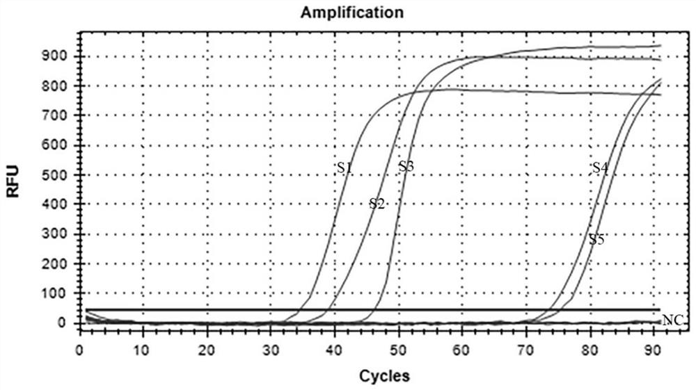 Cross primer amplification primer group for detecting bean pod mottle virus, kit and application