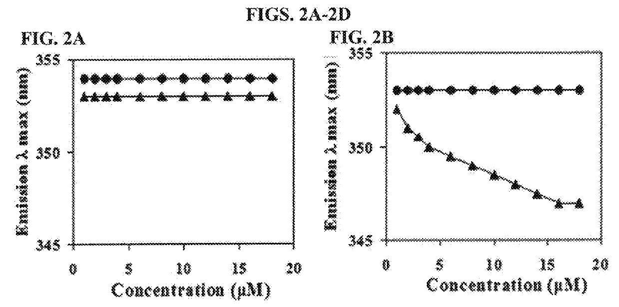 Novel antibacterial and fungicidal peptide in which lysine and tryptophan residues are repeated, and use thereof