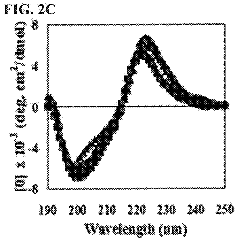 Novel antibacterial and fungicidal peptide in which lysine and tryptophan residues are repeated, and use thereof