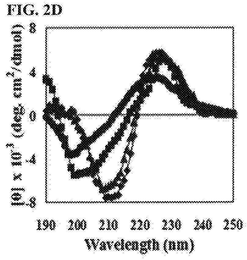 Novel antibacterial and fungicidal peptide in which lysine and tryptophan residues are repeated, and use thereof