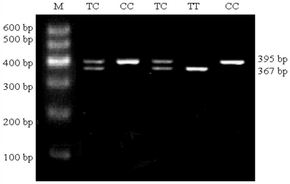 A kind of SNP molecular marker of Qinchuan cattle cfl1 gene and its detection method