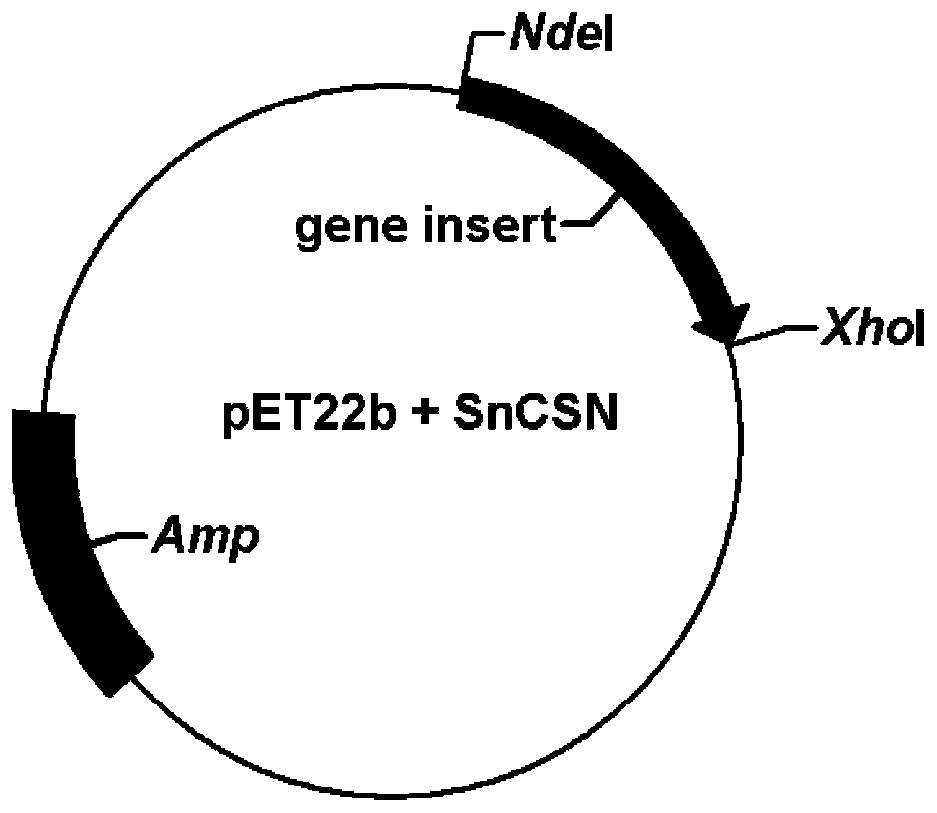 Marine streptomyces niveus chitosanase gene and application thereof