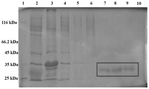 Marine streptomyces niveus chitosanase gene and application thereof