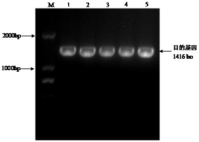 Application of a hda3 gene in improving plant resistance to Botrytis cinerea infection