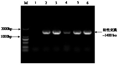 Application of a hda3 gene in improving plant resistance to Botrytis cinerea infection