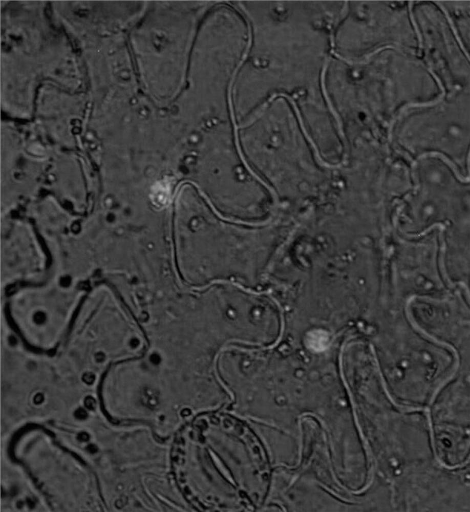 Application of a hda3 gene in improving plant resistance to Botrytis cinerea infection