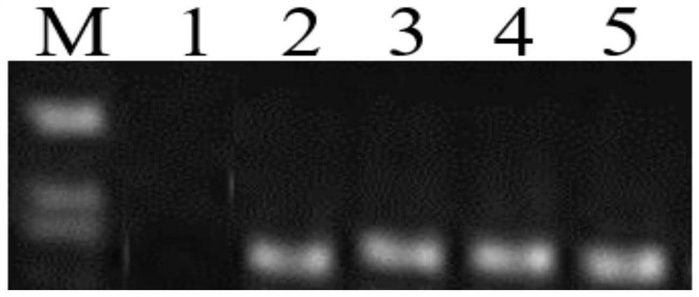 Rice bacterial blight resistance-related gene osduf6 and its application