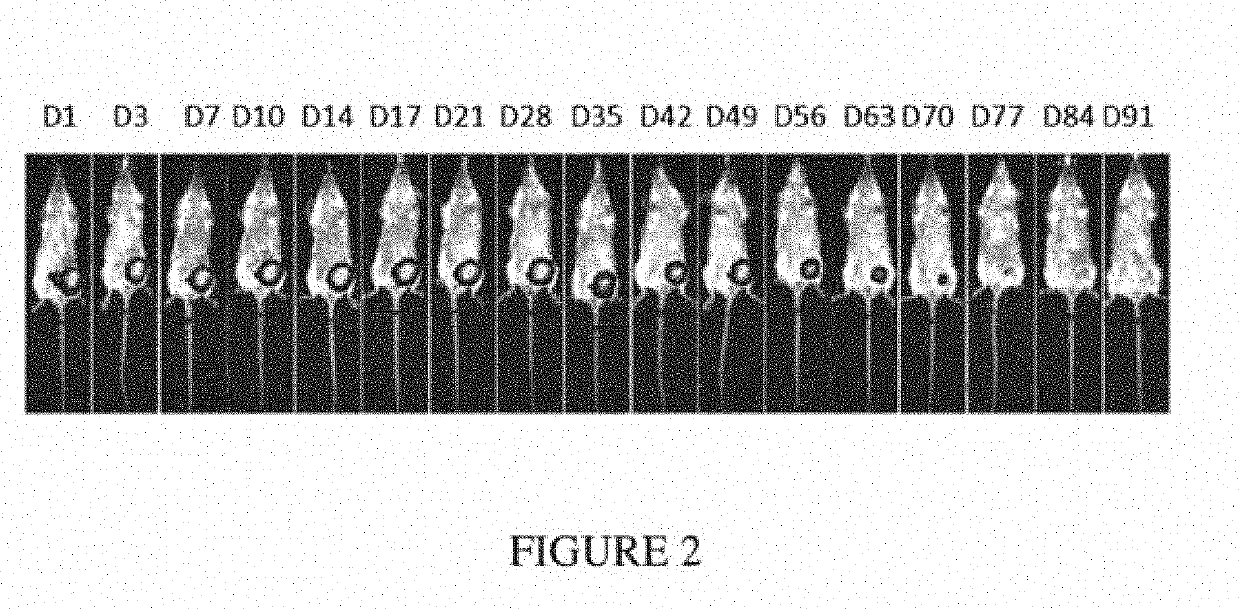 Drug delivery compositions and uses thereof