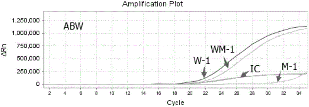 Nucleic acid, kit and method for rapid detection of C3435T polymorphism of ABCB1 gene