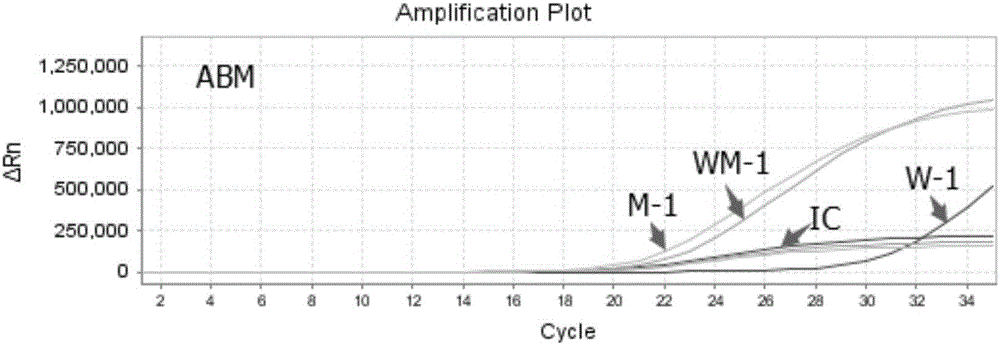 Nucleic acid, kit and method for rapid detection of C3435T polymorphism of ABCB1 gene