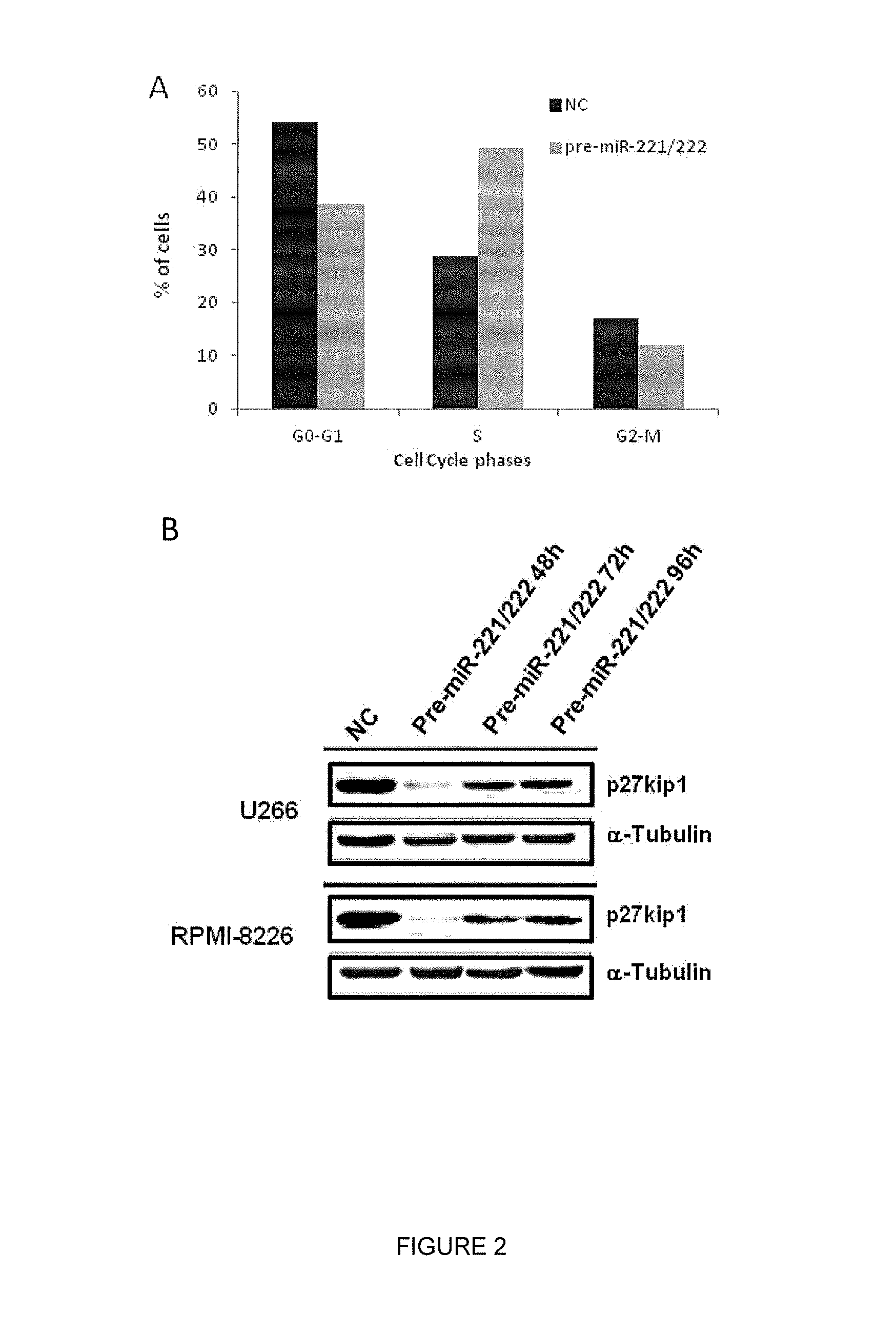 Inhibitors of mirnas 221 and 222 for Anti-tumor activity in multiple myeloma