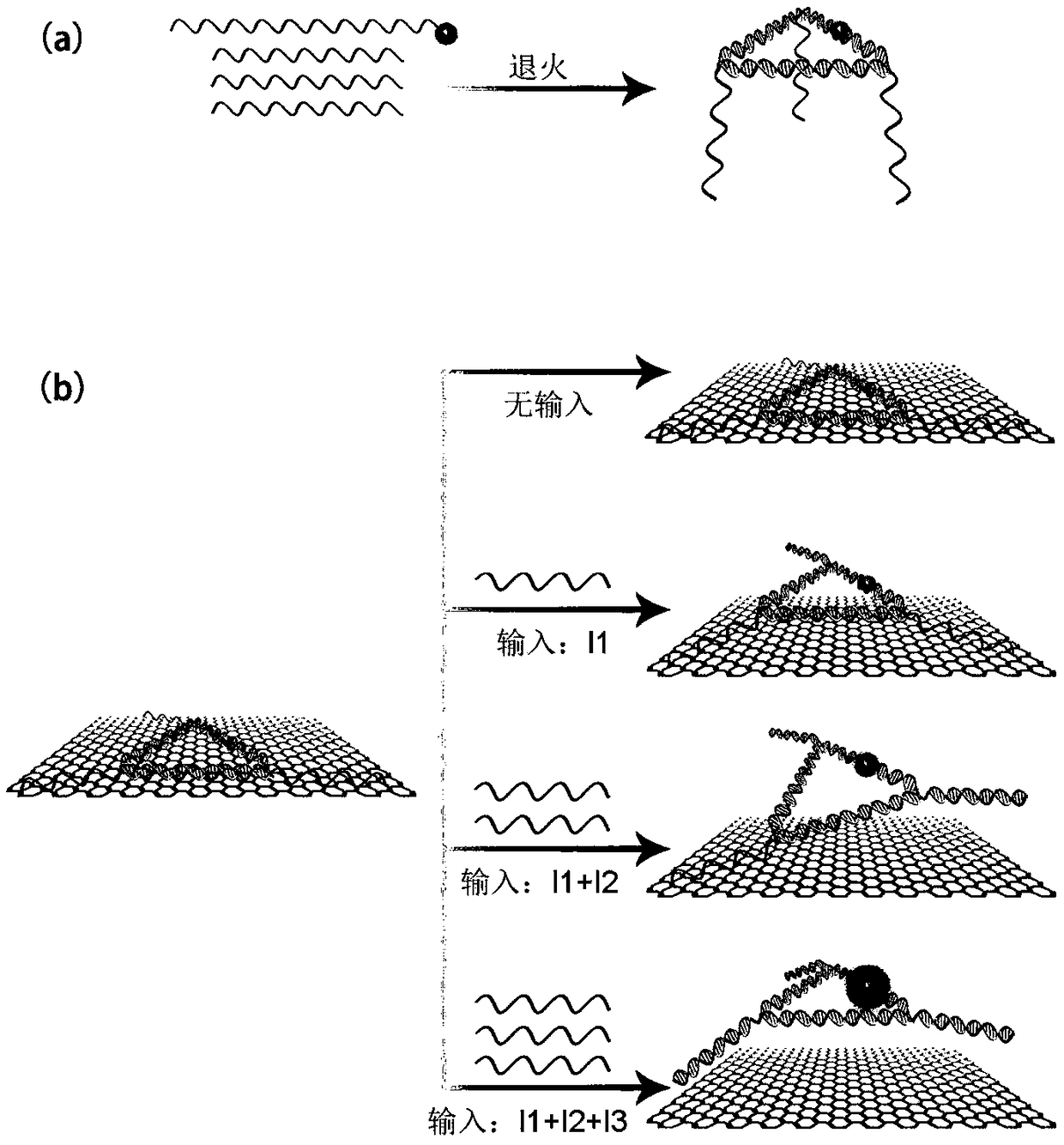 DNA nano tripod-based molecular logic gate for regulating interaction between fluorescent small molecule and graphene oxide and construction method thereof