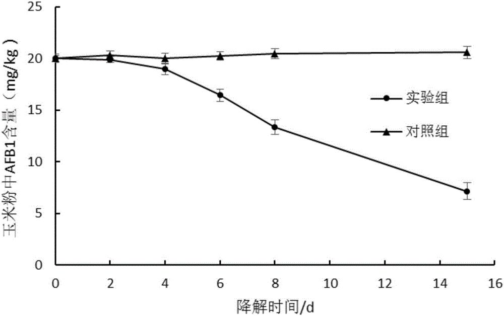 Method for removing aflatoxin B1 (AFB1) by use of fusarium and enzyme produced by fusarium