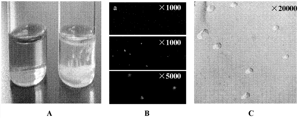 siRNA (small interfering ribose nucleic acid) micro emulsion carrier and preparation method of siRNA micro emulsion carrier