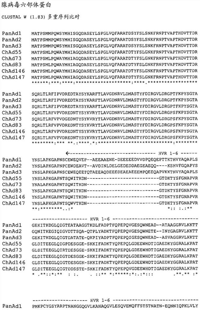 Simian adenovirus nucleic acid and amino acid sequences, vectors containing same and uses thereof