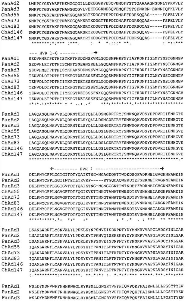 Simian adenovirus nucleic acid and amino acid sequences, vectors containing same and uses thereof