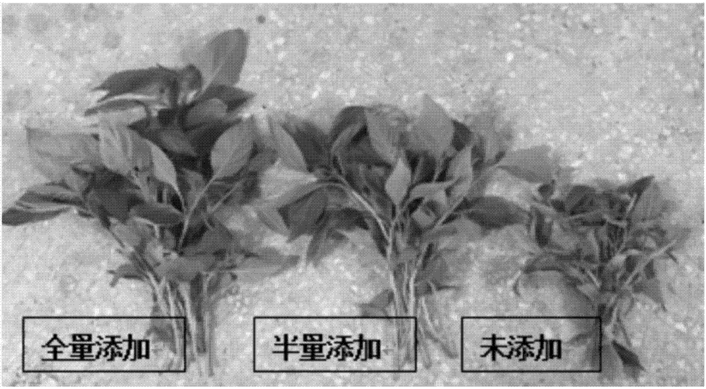 Method for using asparagus officinalis L. straw biological preparation to increase biomass of pepper seedlings