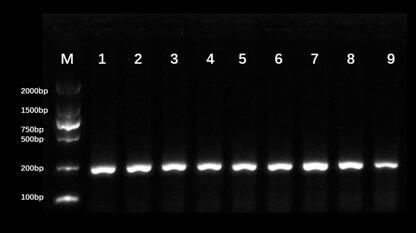 Method for direct polymerase chain reaction (PCR) adopting litopenaeus vannamei hemolymph
