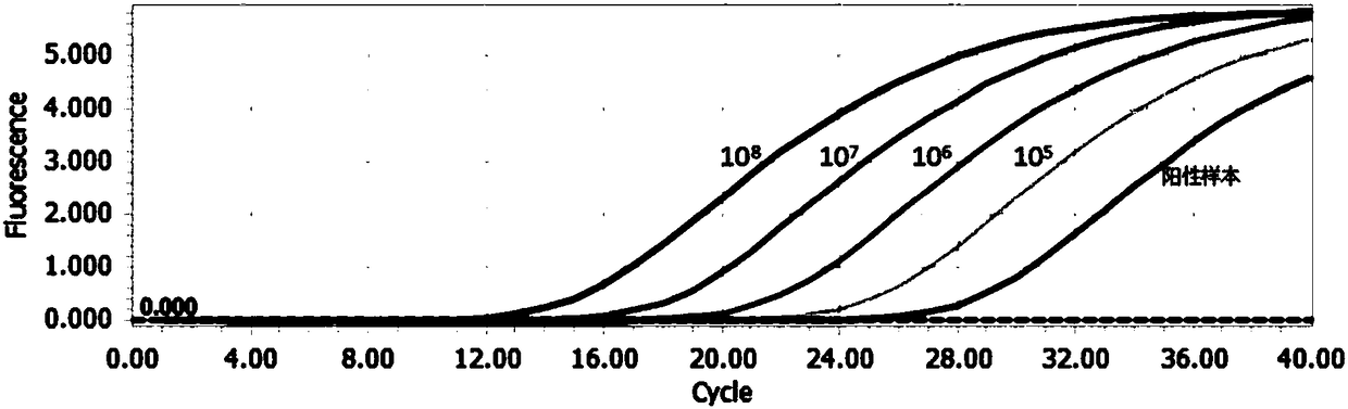 Fluorescent quantitative PCR (polymerase chain reaction) primer for detecting coxsackie virus, probe, kit and method