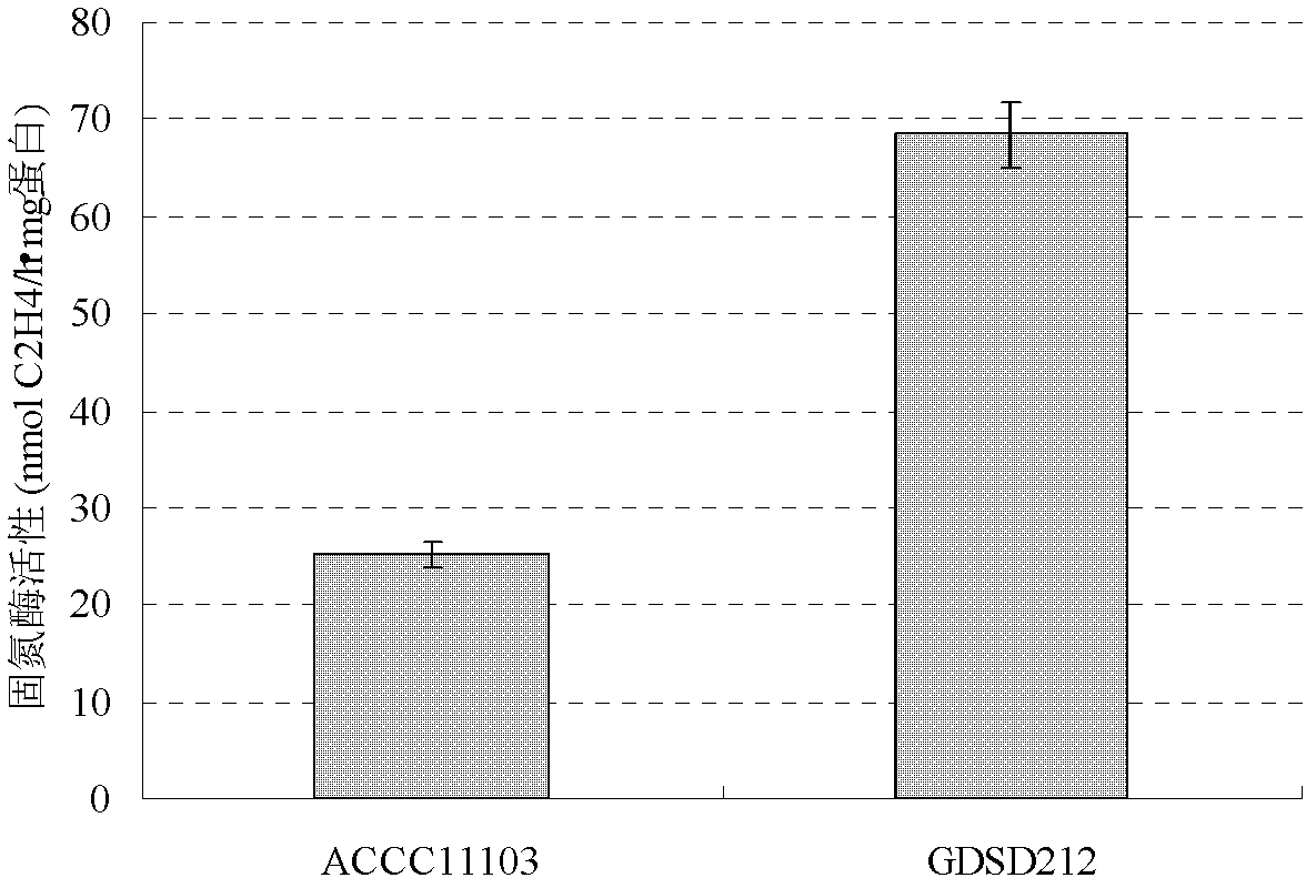 Sclerotinia sclerotiorum-antagonizing nitrogen-fixing spore bacterium and its application