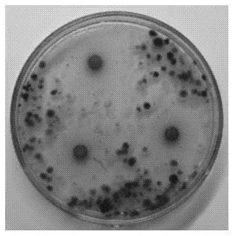 A kind of jujube peel extract natural fruit and vegetable bactericidal preservative and using method thereof