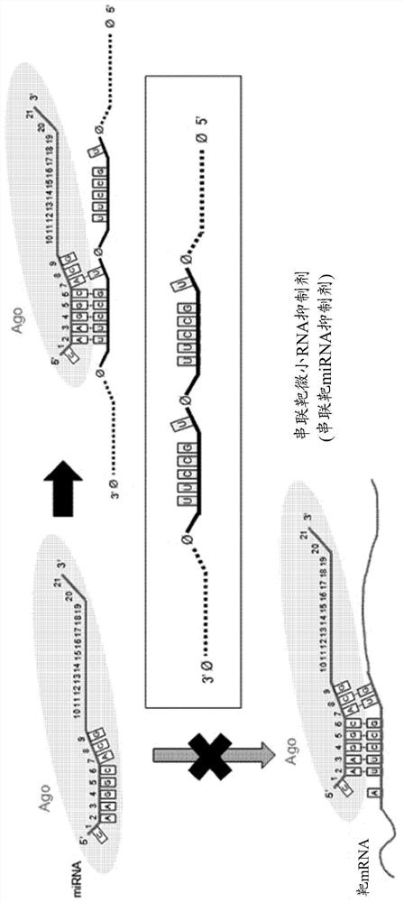 Modified nucleic acid inhibiting micro rna, and use thereof