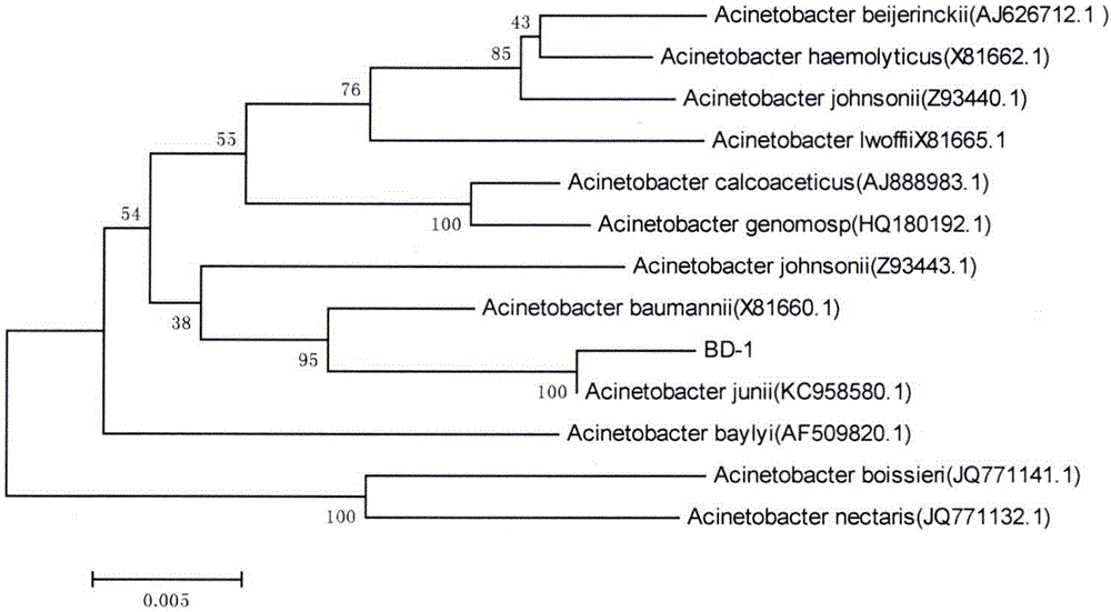Acinetobacter junii for producing bio-surfactant and application of acinetobacter junii